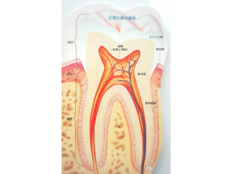 歯に血は通っているの 公式 自由が丘デンタルケア 完全予約制 自由が丘の痛くない歯医者